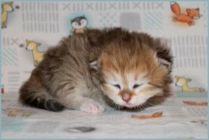 Female Siberian Kitten from Deedlebug Siberians 